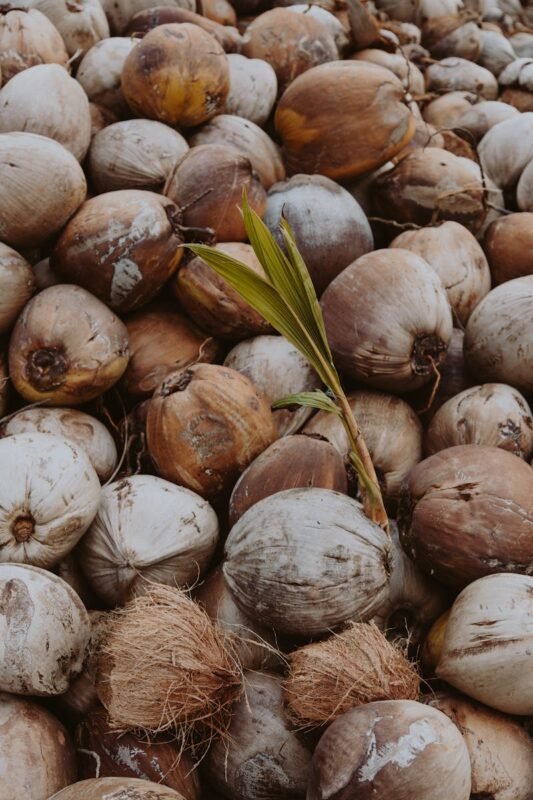 A high-quality image of dried coconuts with a fresh sprout emerging, ideal for food and nature themes.