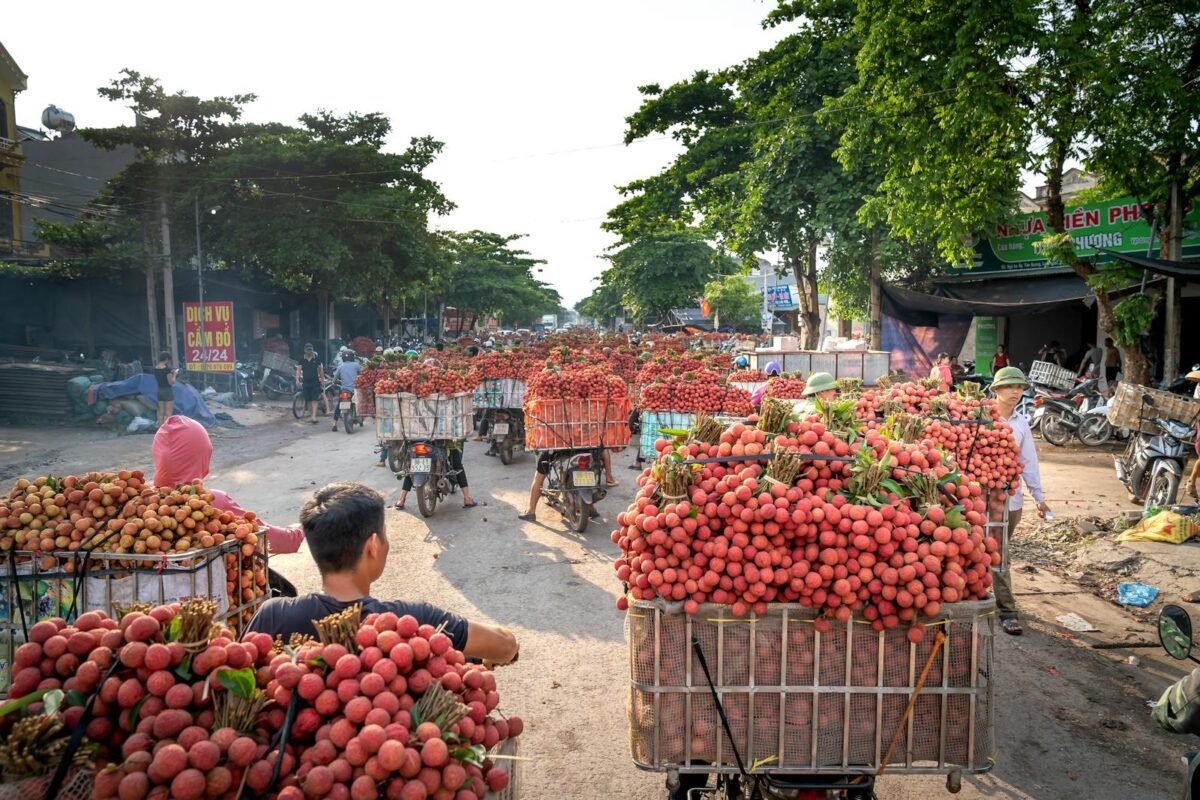 Motorbikes transporting fresh lychees through a vibrant Vietnamese market.